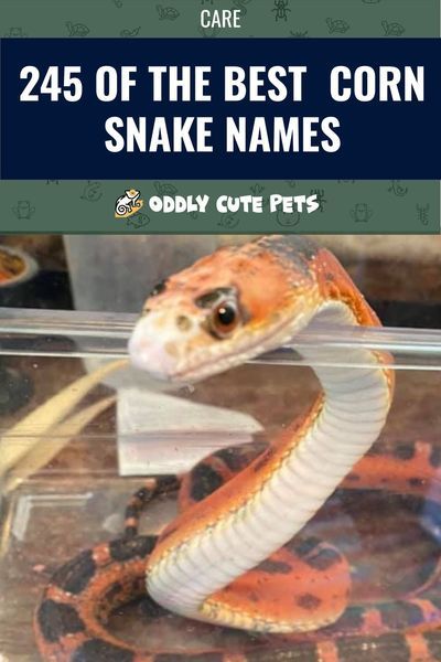 Looking for a new and interesting name for your pet corn snake? We've put together a list of the best corn snake names for you to choose from. This list includes names for a variety of categories to give you enough options to choose from or to spark a new idea for you and your pet corn snake. #animals #pets #reptiles #snakes #cornsnake Snake Names Ideas, Diy Snake Hide, Pet Snake Names, Corn Snake Cute, Corn Snake Enclosure Ideas, Corn Snake Enclosure, Unisex Names List, Snake Names, California King Snake