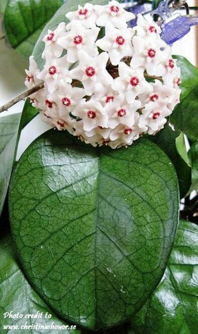 Unusual. Hoya Fungii, Wax Plant, Succulents Plants, Succulent Gardening, Wax Flowers, Flower Gardens, Favorite Flower, Beautiful Flowers Garden, Pretty Plants