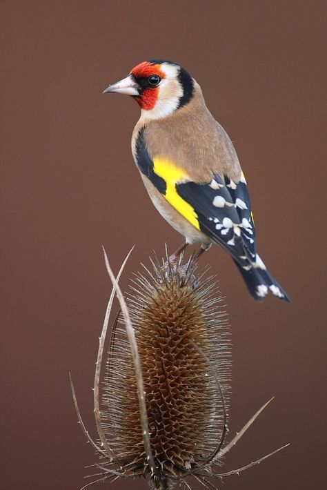 European Goldfinch, World Birds, British Wildlife, Airbrush Art, Nature Birds, Goldfinch, Exotic Birds, Tropical Birds, Bird Pictures