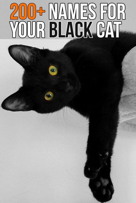 Looking for a name for your black kitty? This extensive list will help you find the perfect one! Friday The 13th Funny, Friday The 13th Memes, 13th Friday, Friday The 13th Poster, Black Cat Appreciation Day, Happy Friday The 13th, Black Kitty, Cute Little Kittens, Black Kitten