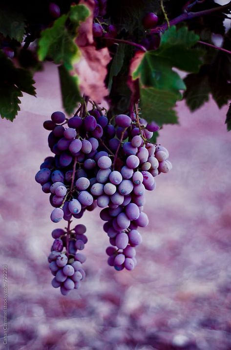 grape-vine with purple grapes, foça, aegean, turkey Download this high-resolution stock photo by CANAN CZEMMEL from Stocksy United. Grapes Aesthetic, Fruits Decoration, Purple Food, Fruit Photography, Beautiful Fruits, Vitis Vinifera, Purple Grapes, Purple Love, All Things Purple