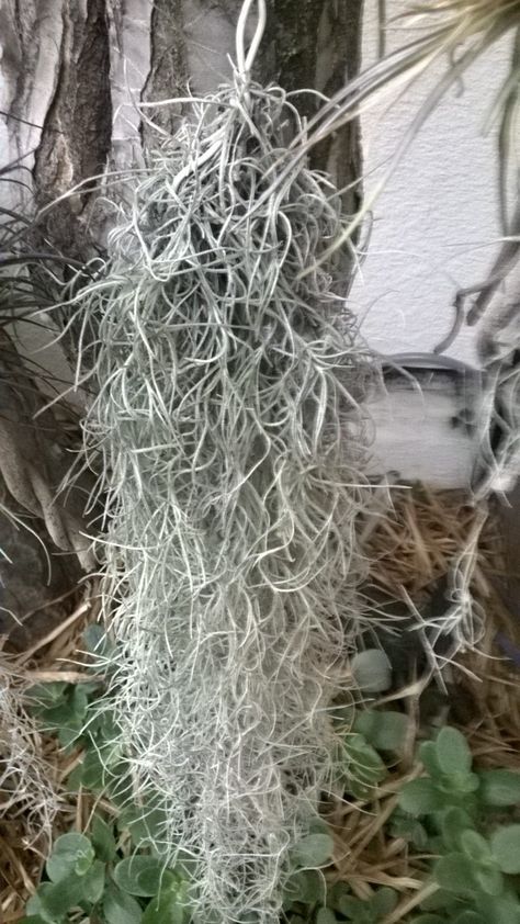 Spanish Moss Display Ideas, Hanging Moss Decor, Moss Indoors, Wall Styling, Moss Gardens, Tillandsia Usneoides, Organic Liquid Fertilizer, Hanging Plants Outdoor, Air Plants Decor