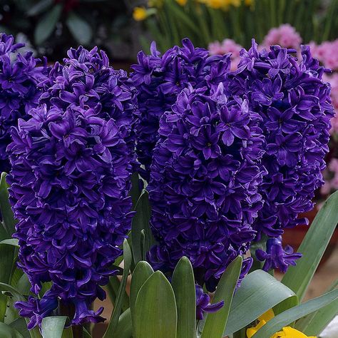 Hyacinth Orientalis ‘Peter Stuyvesant’ - this hyacinth has the deepest violet purple flowers which are very fragrant throughout March and April. Hycinthia Flower, Purple Hyacinth Aesthetic, Hyacinth Aesthetic, Purple Hyacinth Flower, Hollow Purple, Hyacinth Bulbs, Apollo Aesthetic, Hyacinth Flower, Scented Flowers