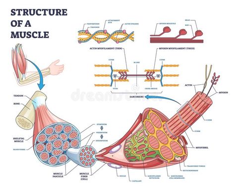 Bones Structure Anatomy, Muscle Structure Anatomy, Sarcomere Diagram, Actin Myosin, Skeletal Muscle Anatomy, Muscle Diagram, Nerve Anatomy, Diagram Illustration, Arm Bones