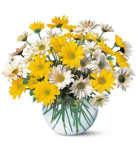 TF23-3 Dashing Daisies LG Budget Flowers, Get Well Soon Flowers, Send Flowers Online, Get Well Flowers, Daisy Bouquet, Mason Jar Centerpieces, Easter Flowers, Yellow Daisies, Same Day Flower Delivery