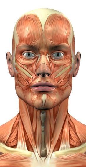 Face Muscles Anatomy, Neck Muscle Anatomy, Head Muscles, Muscle Structure, Muscles Of The Face, Head Anatomy, Face Anatomy, Man Anatomy, Editorial Art