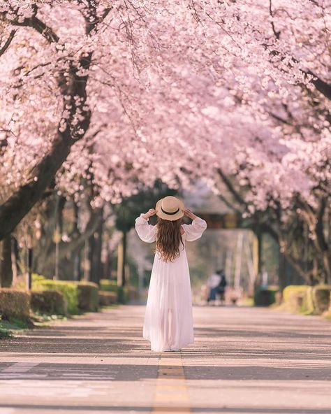 Botanical Garden Photo Shoot, Cherry Blossom Pictures, Nordic Wedding, Japan Spring, Girly Dp, Flower Photoshoot, Photo Cute, Cherry Blossom Art, Cherry Blossom Festival