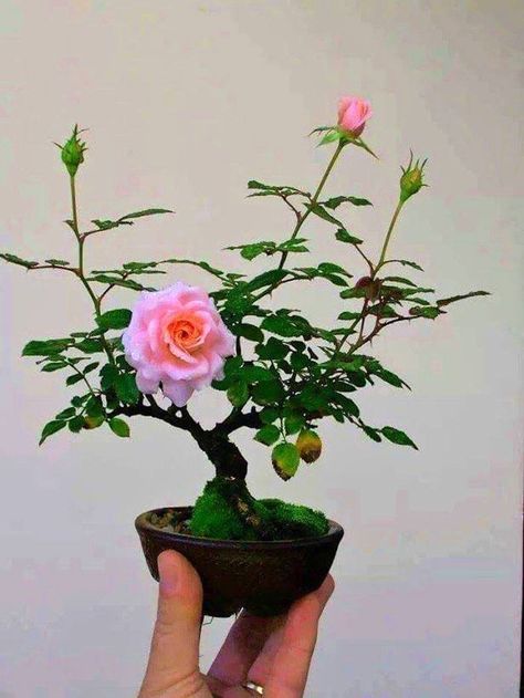 Rose Bonsai, Flower Seedlings, Mame Bonsai, Mini Bonsai, Rose Seeds, Bonsai Art, Rose Trees, Miniature Trees, Bonsai Plants