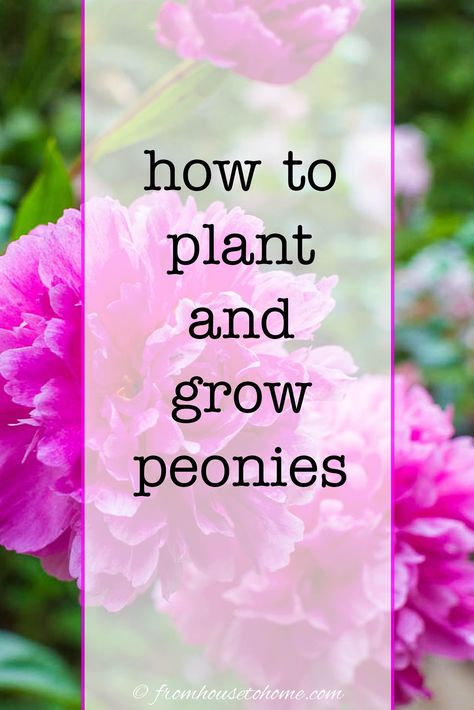 Here's everything you need to know about how to grow peonies! From watering to planting tips, help your peony plant thrive. #fromhousetohome #peonies #gardening #fullsunplants How To Grow Peonies, Grow Peonies, Peony Plant, Full Sun Garden, Spring Perennials, Full Sun Flowers, Peony Care, Peony Leaves, Peony Bush