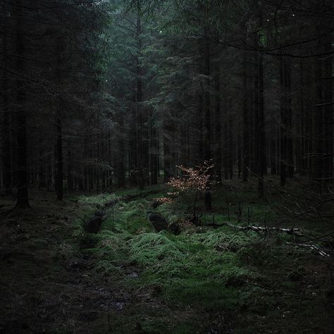 by Coyhand, via Flickr | #dark #black #green #brown Green Academia, Dark Naturalism, Dark Forest Aesthetic, Theme Nature, Dark Green Aesthetic, Slytherin Aesthetic, Dark Cottagecore, Deep Forest, Walk In The Woods