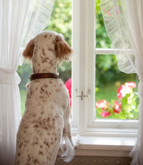 Dog Training Classes, English Setter, Dog Obedience, Dog Training Obedience, Old Dogs, Come Home, Mans Best Friend, The Window, I Love Dogs