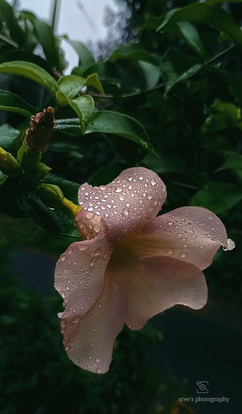 Flowers And Rain Aesthetic, Rain Flowers Photography, Rain And Flowers Aesthetic, Rain Profile Picture, Rainy Flowers Aesthetic, Rain Flowers Aesthetic, Rain On Flowers, Flowers With Rain, Flowers In Rain