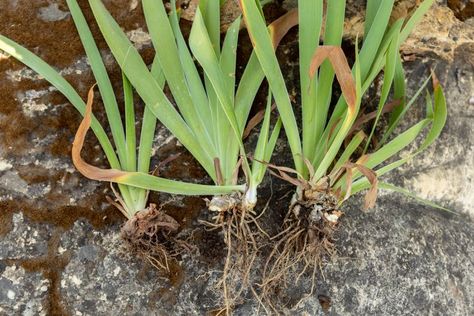 Iris Rhizomes, Root Structure, Farmers Almanac, Bearded Iris, Iris Flowers, Irises, Companion Planting, Gardening For Beginners, Drought Tolerant