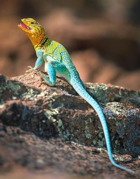 Mexican Blue Collared Lizard (Crotaphytus dickersonae) Collard Lizard, Collared Lizard, Colorful Lizards, Cute Reptiles, Chameleons, Animal Species, Crocodiles, Reptiles And Amphibians, Lizards