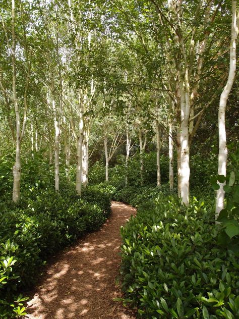 Forest Like Garden, Woodland Slope Garden, Tree Grove Landscape, Woodland Garden Path, Woodland Edge Garden, Woodland Garden Ideas Enchanted Forest, Forest Garden Backyards, Garden Trees Ideas, Woodland Landscaping Ideas