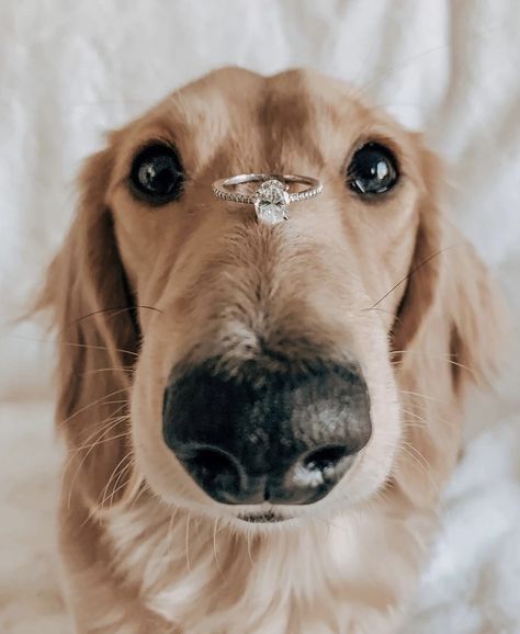 Golden Retriever Proposal, Bride And Dog Pictures, Proposal Pictures With Dog, Couple Pose With Dog, Engagement Photos With Golden Retriever, Dog Engagement Announcement, Engagement Selfie Ideas, Engagement Photos Poses With Dog, Dog Proposal Ideas