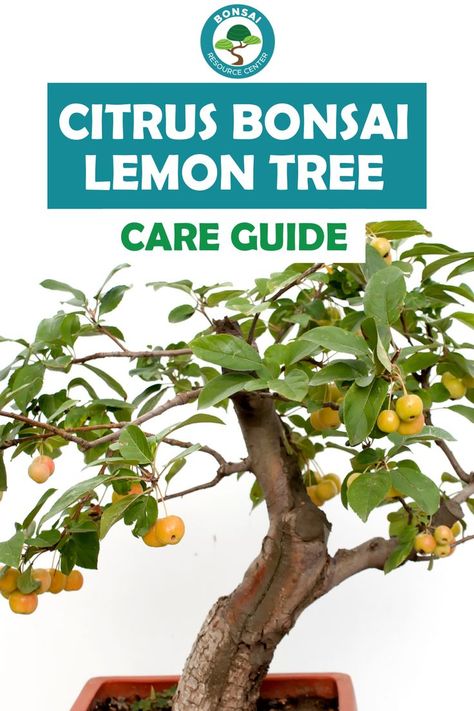 Lemon Bonsai, Lemon Tree Bonsai, Indoor Meyer Lemon Tree, Plant A Lemon Tree From Seed, Miniature Lemon Tree, Lemon Tree From Seed, Plant Business, Bonsai Fruit Tree, Bonsai Kit