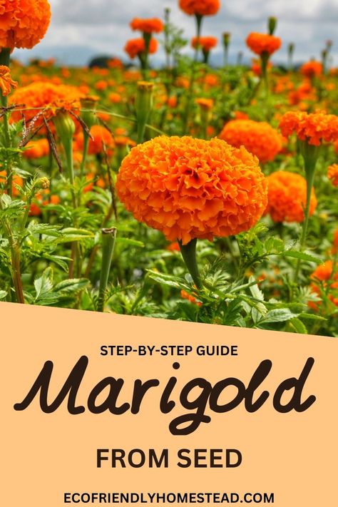 how to grow marigold from seed Annual Herbs, Marigold Seeds, Growing Marigolds, Planting Marigolds, Flower Growing, Diy Bouquets, Herbs And Flowers, Seed Germination, Sustainable Garden