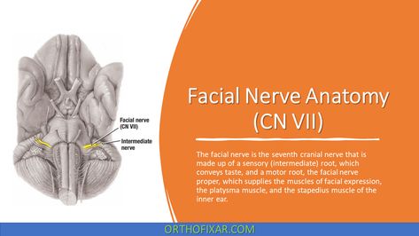 The facial nerve Anatomy is the seventh cranial nerve that is made up of a sensory (intermediate) root, which conveys taste, and a motor root, the facial nerve proper, which supplies the muscles of facial expression, the platysma muscle, and the stapedius muscle of the inner ear. Facial Nerve Course The Facial Nerve Course can be divided into Intracranial (the course of the facial nerve in the cranial cavity, and the cranium itself) and Extracranial (the course of the nerve outside the... Platysma Muscle, Muscles Of Facial Expression, Glossopharyngeal Nerve, Nerve Anatomy, Parotid Gland, Facial Nerve, Salivary Gland, Middle Ear, Cranial Nerves