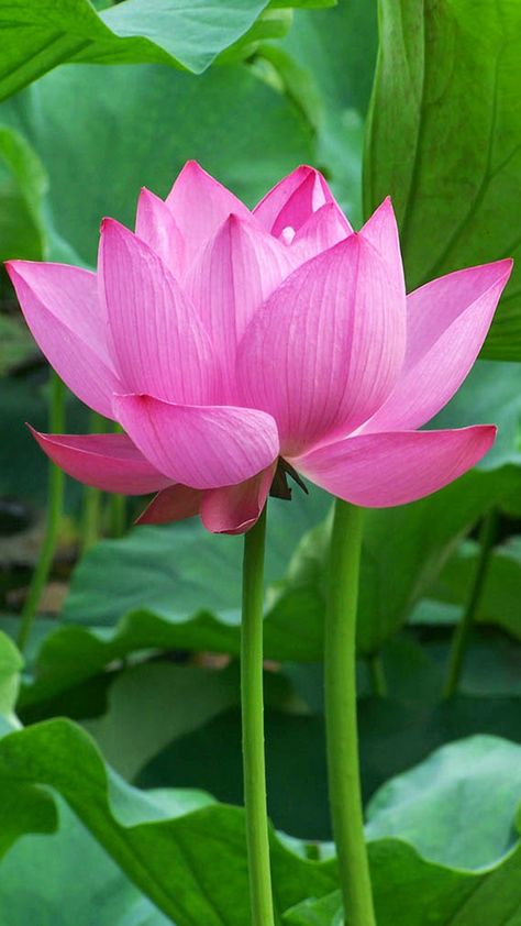 OnePlus 5 Wallpaper with Lotus Flower Background - HD Wallpapers | Wallpapers Download | High Resolution Wallpapers Lotus Flower Background, Lotus Flower Images, Lotus Flower Wallpaper, Lotus Wallpaper, Lotus Flower Pictures, Blue Lotus Flower, 5 Wallpaper, Oneplus 5, Original Iphone Wallpaper