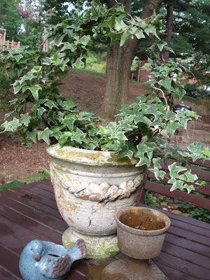 Decorating With Urns Indoors, Ivy Topiary, Garden Topiary, Topiary Diy, French Hens, Topiary Plants, Topiary Garden, Container Gardening Flowers, Lavender Garden