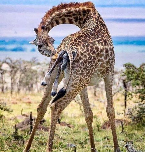 Big Five Animals, Animal Classification, Safari Tour, African Wildlife, Baby Giraffe, Wildlife Nature, Wildlife Conservation, Wildlife Animals, African Safari