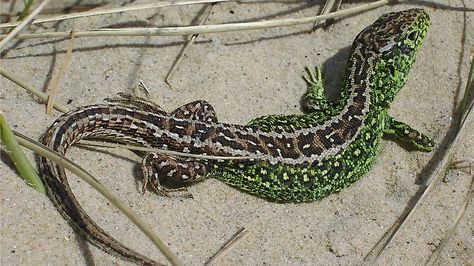 Sand Lizard (Lacerta agilis) Big Iguana, Sand Lizard, Sports Illustrated Covers, British Wildlife, Weird Creatures, Reptiles And Amphibians, Lizards, Gecko, Amphibians