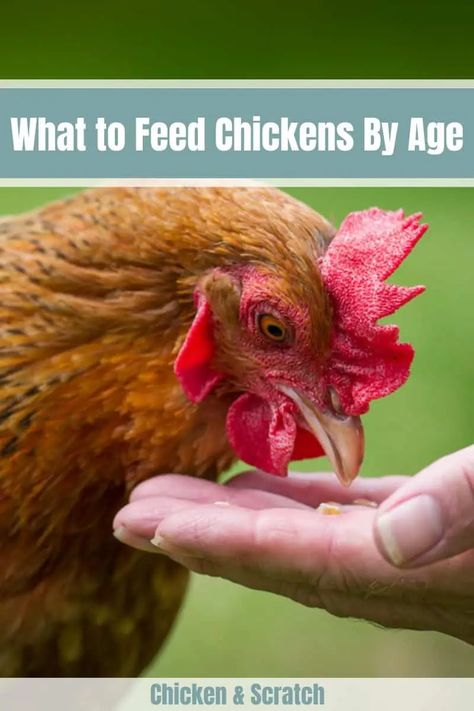 What To Feed Chickens As They Grow What To Feed Chickens, Layer Feed, Cheap Chicken Coops, Types Of Chickens, Chicken Keeping, Chicken Eating, Laying Hens, Raising Backyard Chickens, Keeping Chickens