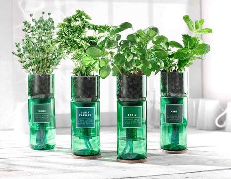 Homemade Hydroponics, Hydroponic Solution, Old Wine Bottle, Repurposed Wine Bottles, Indoor Farming, Recycled Wine Bottles, Aquaponic Gardening, Hydroponic Growing, Herb Planters