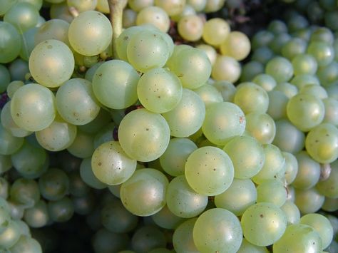 Sugar poor guide of when to pick for fizz Can Dogs Eat Grapes, Growing Wine Grapes, Paris Wine, Chardonnay Wine, Grapes Wine, Field House, Wine Grapes, Wine Preserver, Organic Wine