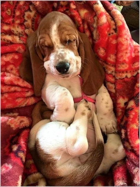 Basset Puppies, Puppy Sleeping, Basset Hound Puppy, Hound Puppies, Basset Hound Dog, Bassett Hound, Basset Hounds, Hound Dog, Basset Hound