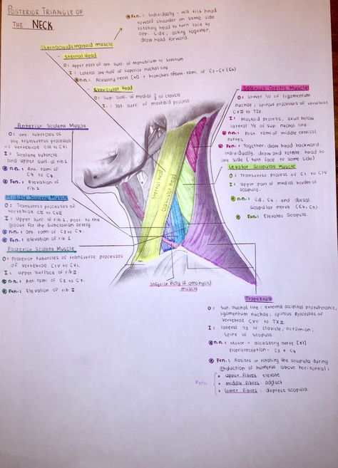 Muscles Of The Neck Anatomy, Head And Neck Anatomy Notes, Muscles Notes, Head And Neck Anatomy, Muscular System Anatomy, Neck Anatomy, Anatomy Education, Medical Terminology Study, Physical Therapy School