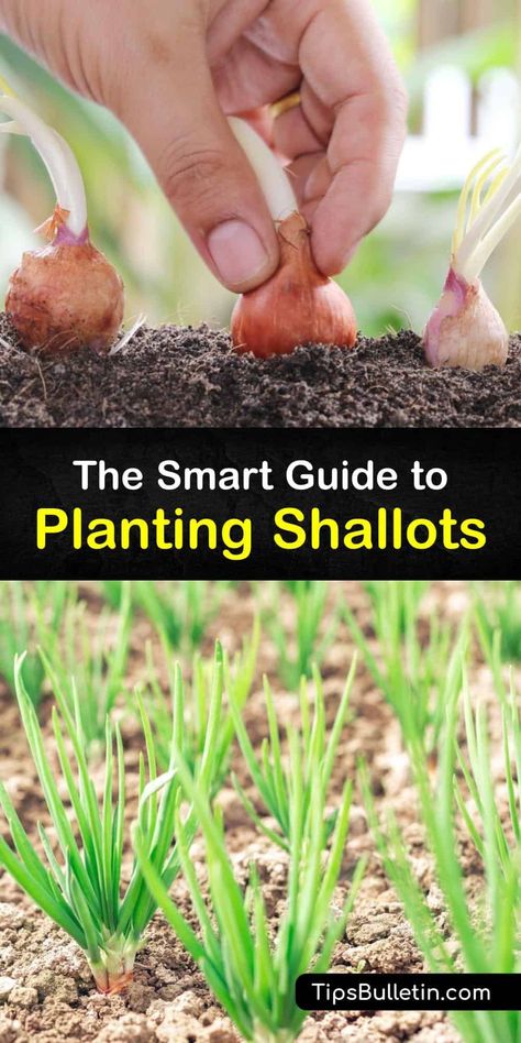 How To Plant Scallions, How To Grow Shallots, Shallots Growing, Shade Veggies, Grow Shallots, Growing Shallots, Farm Plants, Garden 101, Growing Cilantro