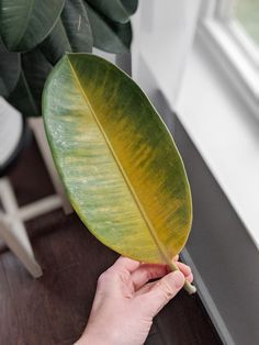 Rubber Plant Indoor, Tree Propagation, Plant Deficiencies, Rubber Plant Care, Baby Rubber Plant, Suculent Plants, Plant Leaves Turning Yellow, Rubber Tree Plant, Beautiful Purses