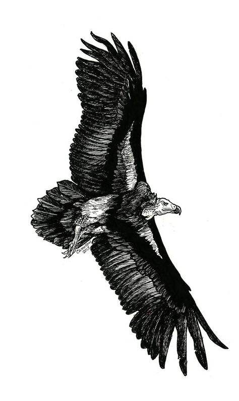 Vulture Wings Drawing, California Condor Tattoo, Black Vulture Tattoo, Vulture Artwork, Turkey Vulture Tattoo, Vulture Tattoo Design, Harpy Eagle Tattoo, Buzzard Tattoo, Vulture Sketch