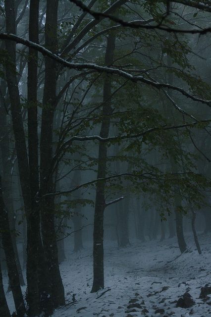 Foggy Forest, 판타지 아트, Into The Woods, Winter Aesthetic, Dark Forest, Nature Aesthetic, Enchanted Forest, Winter Scenes, Nature Beauty