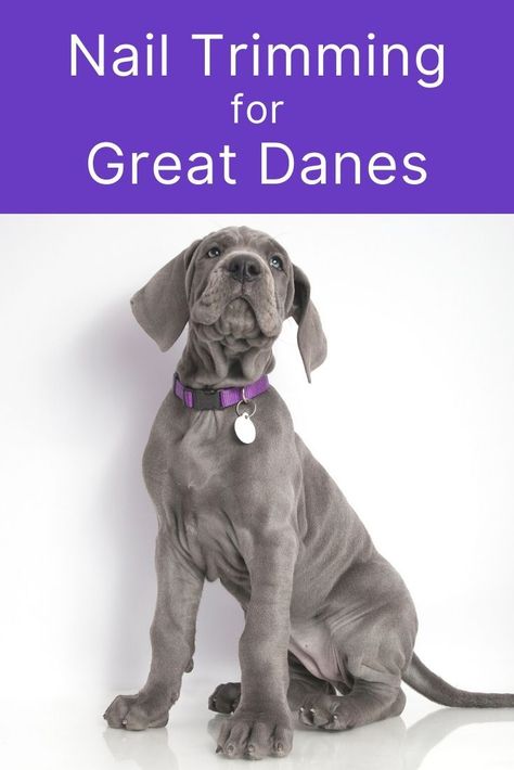 Looking for easy tips on trimming a Great Dane's nails? Well, look no further than this simple and easy to follow guide! #doggrooming #greatdane #nailcare Dog Nail Clippers, Giant Breeds, Great Danes, Great Dane Puppy, Dog Grooming Business, Black Lab Puppies, Great Dane Dogs, English Mastiff, English Springer Spaniel