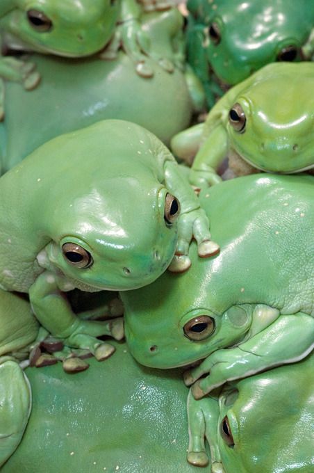 𝕴𝖈𝖊𝖑𝖆𝖓𝖉 𝕱𝖔𝖝 Sapo Meme, Whites Tree Frog, Green Frogs, Grunge Pastel, Cele Mai Drăguțe Animale, Frog Pictures, Salamanders, Art Kawaii, Green Frog