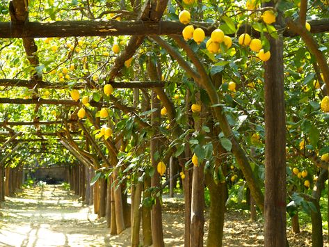 In brilliant sunshine, we will enjoy a scenic drive by open top taxi past orange and lemon groves to the shady streets of Anacapri. Description from italiantreasuresbyinsight.blogspot.com. I searched for this on bing.com/images Lemon Grove Italy, Lemon Farm, Arbor Trellis, Italy Sorrento, Sorrento Italia, Backyard Improvements, Orange Groves, Citrus Grove, Lemon Grove