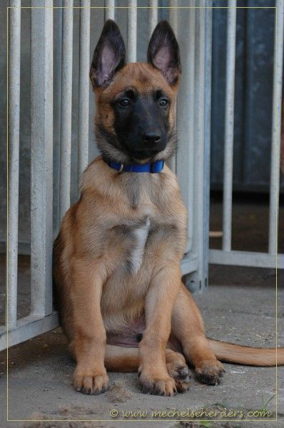 Belgian Malinois Belgium Shepherd Puppy, Belgium Shepherd, Belgian Malinois Puppies, Belgium Malinois, Police Canine, Malinois Puppies, Dutch Shepherd, Belgian Malinois Dog, Malinois Dog