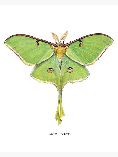 Moth Watercolor, Luna Moth Tattoo, Artsy Ideas, Moth Art, Nature Watercolor, Moth Tattoo, Luna Moth, Human Hands, Insect Art