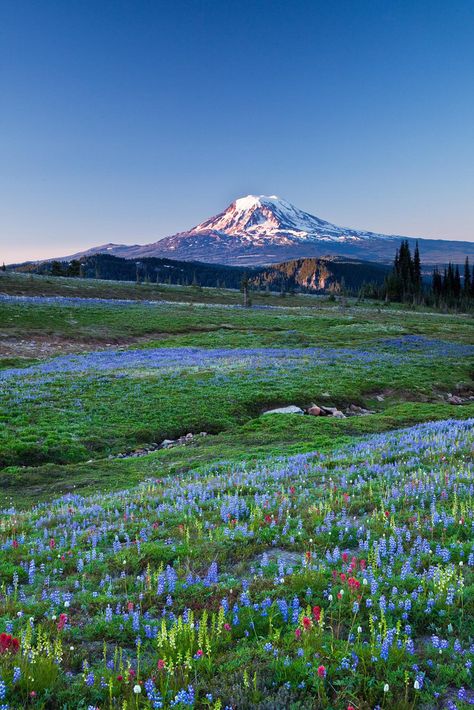 Mt Adams Washington, Mount Adams, Narrow Corridor, Gifford Pinchot National Forest, Surfing Pictures, Wildflower Meadow, Thru Hiking, Image Nature, Cascade Mountains