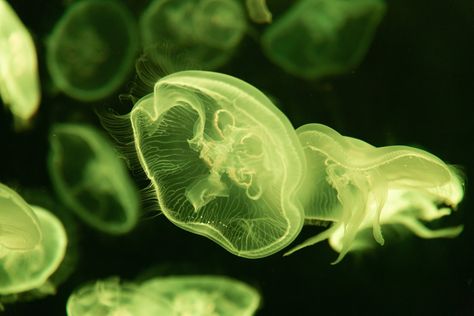 Close-Up Photo of Green Jellyfish · Free Stock Photo Sea Wildlife, Green Jellyfish, Fish Cute, Moon Jellyfish, Jellyfish Photography, Room Wall Mural, Marine Organism, Sleeping Room, Jelly Fish