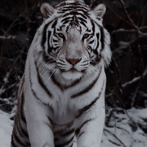 Tiger Aesthetics, Tiger Aesthetic, Snow Tiger, Most Beautiful Animals, Paws And Claws, Incredible Creatures, Wild Creatures, Luxury Pet, Cute Animals Images