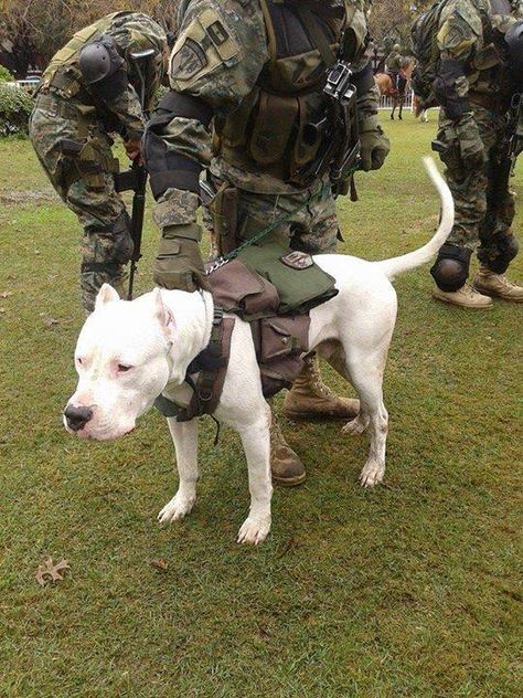 La raza Dogo argentino con el ejército argentino Dog Argentino, Dogo Argentino Dog, Military Working Dogs, Boxer (dog), Dog Training Advice, Military Dogs, Dog Training Techniques, Pitbull Puppies, Bully Breeds