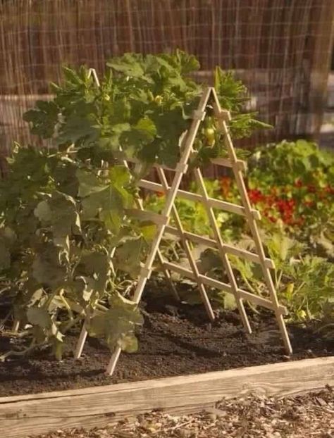 Trellis idea Squash Trellis, Naturalistic Design, Vertical Vegetable Gardens, Vertical Vegetable Garden, Diy Trellis, Garden Vines, Vertical Gardens, Garden Veggies, Have Inspiration