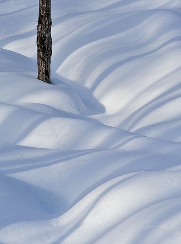 Tree, Snow & Shadows I | Late day shadows roll over the deep… | Flickr Snowboarding Photography, Shadow Tree, Snow Photoshoot, Birch Tree Art, Deep Snow, Snow Photography, Snow Tree, Watercolor Tips, Banyan Tree