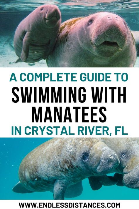 Swim with manatees in Crystal River, Florida. A guide to the best tour and safe practices for this bucket list experience! Swimming with Manatees | Things to do in Crystal River, Florida | Sustainable Travel | Responsible Tourism | How to Swim with Manatees | Safety Tips | When to Swim with Manatees | What it’s like swimming with Manatees in Florida | Picking a Tour Company #crystalriver #florida #swimwithmanatees #usa #travel #bucketlist #unitedstates #america #manatees Manatees In Florida, Swim With Manatees, Swimming With Manatees, Crystal River Florida, How To Swim, Ethical Travel, North America Travel Destinations, Bahamas Travel, Florida Destinations