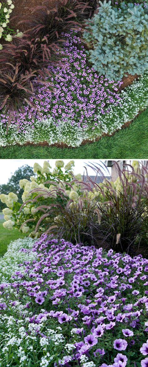 Greet family and friends to your home with an entryway garden. In this photo, White Knight Lobularia's trailing habit and masses of fragrant white blooms act as a groundcover, setting the stage for Supertunia Bordeaux Petunia's plum purple flowers to shine. Purple Fountain Grass completes the trio, adding height and drama that complements the purples of the petunias. Easily recreate this garden yourself with Do it yourself with our Entryway Garden plan complete with diagram and shopping list! Pink And Purple Landscaping, Supertunias In Landscape, Purple And White Landscaping Front Yards, Purple White Garden, Supertunia Bordeaux Petunia, Purple Fountain Grass Landscape, Purple Garden Ideas, Purple Flower Landscape, White And Purple Garden