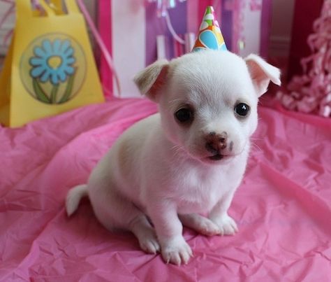 You've got great things ahead of you! Happy Birthday Dogs, Animal Party Hats, Birthday Dogs, Funny Happy Birthday Pictures, Happy Birthday Dog, Tiny Puppies, Happy Birthday Pictures, Young Animal, Cute Dog Pictures